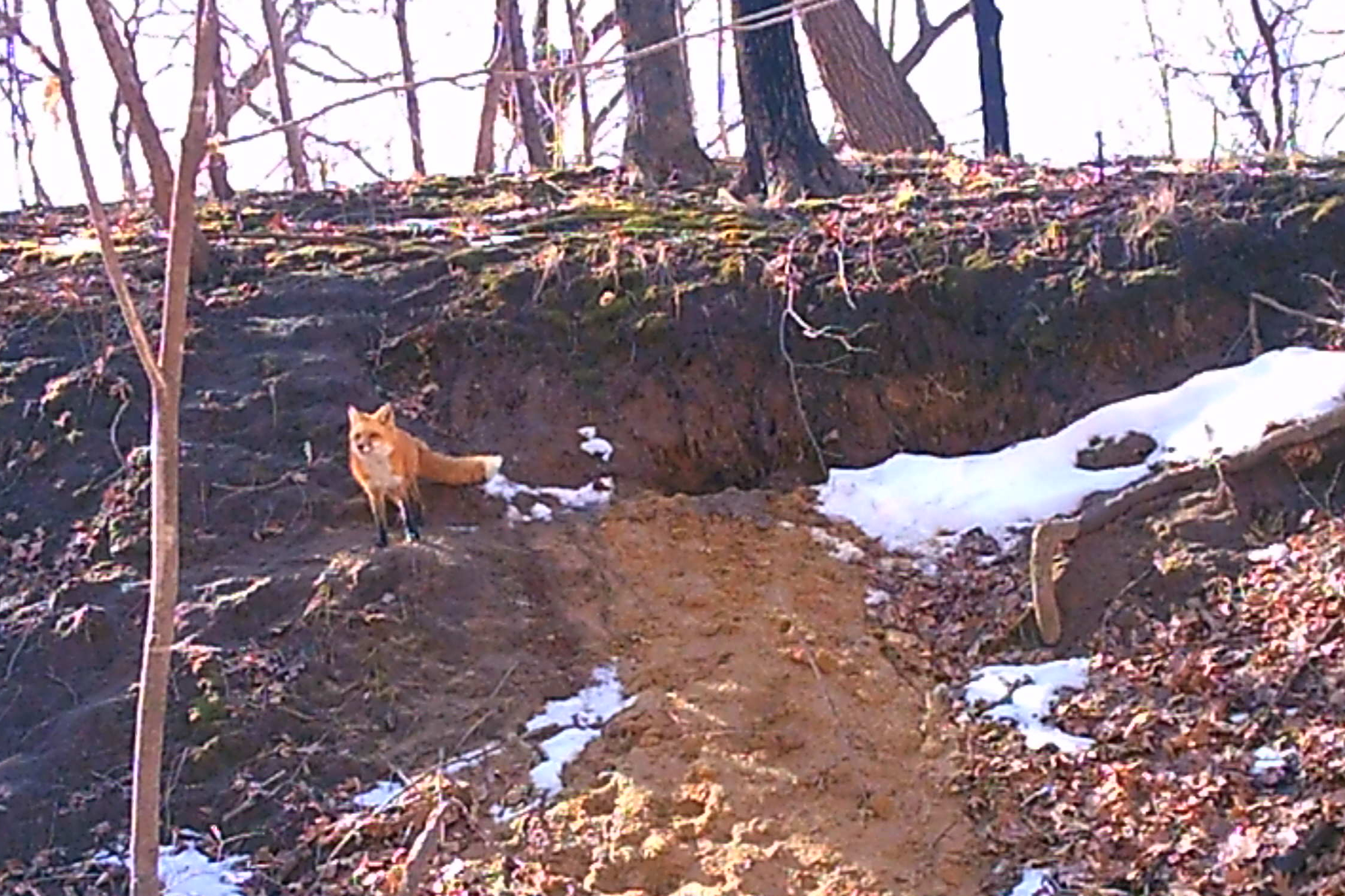 MUD_0032 noontime sniff