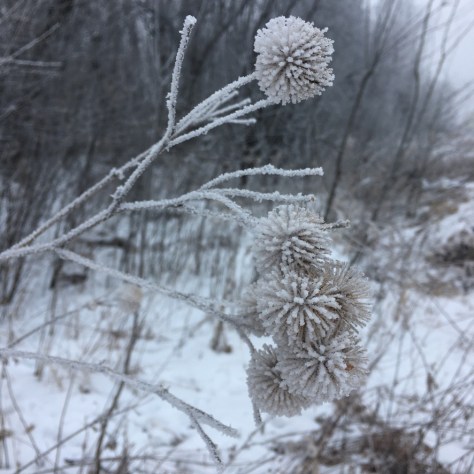 Signature cockleburs covered in frost as they finished their second, and final year of their life-cycle await their next passerby to cling to with their velcro-like abilities to spread their seed.