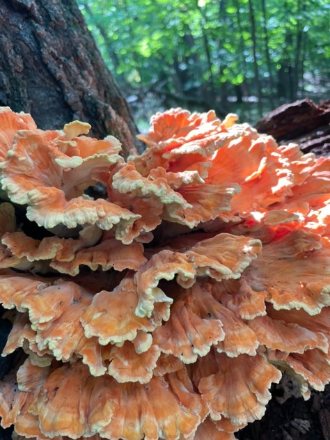 Mature Chicken of the Woods